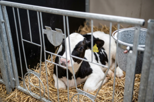 технология содержания телят