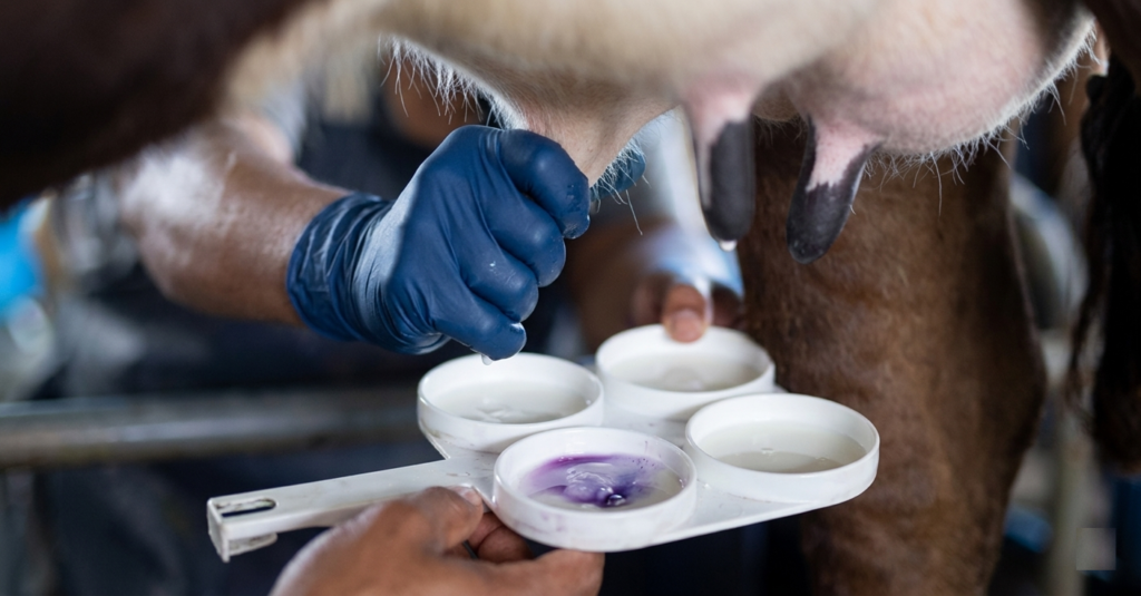 Проверка на мастит коров | Альфатехнологии