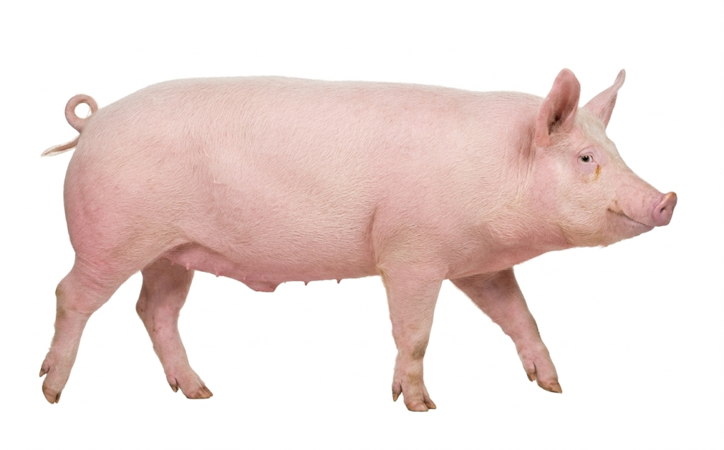 Порода свиней йоркшир (крупная белая порода): характеристики, фото | Альфатехнологии