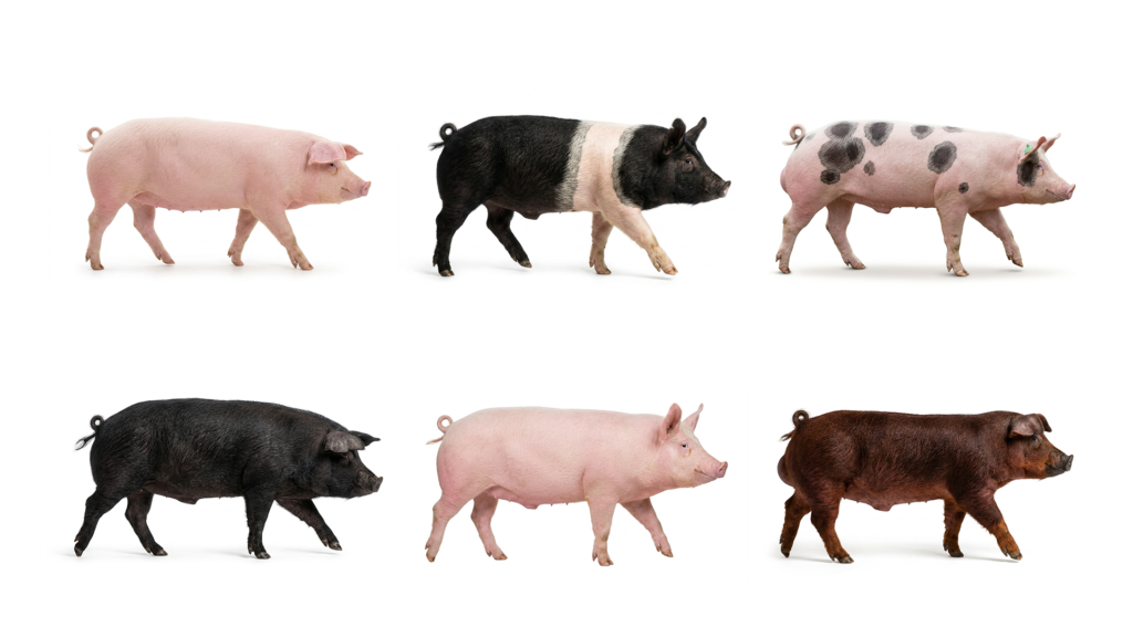 Породы свиней беконного и мясного направления | Альфатехнологии